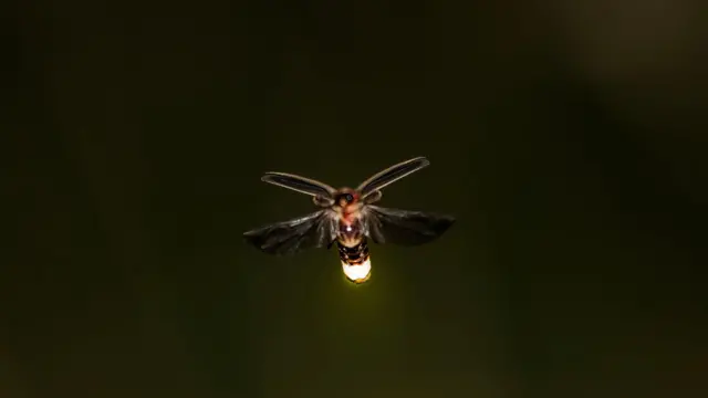 આગિયો