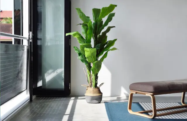 صورة نبتة داخلية تنعكس عليها الشمس