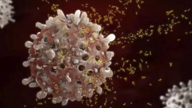 বি-সেল শরীরের রোগী প্রতিরোধ প্রক্রিয়ার অংশ।