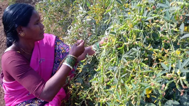 शेतकरी चंदा घोडाम यांनी12 एकर जमिनीला सुपीक केलं आहे.