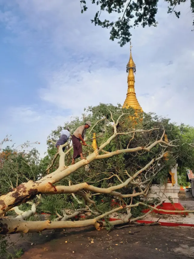 ခုတ်ခံနေရတဲ့သစ်ပင်