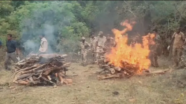 புலிகள் மரணம், வனம், சிறுத்தை, கால்நடைகள், இயற்கை 