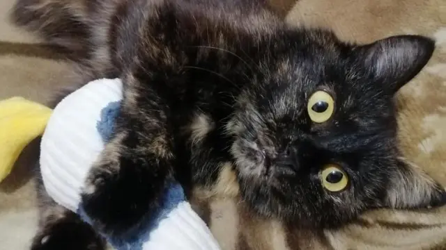 Кішка Афіна тепер живе у Хмельницьку