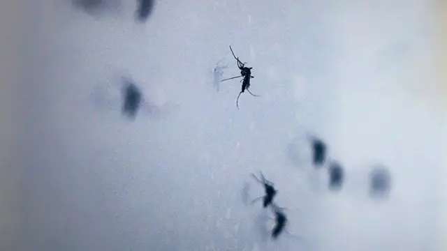 জলবায়ু পরিবর্তনের সঙ্গে সঙ্গে ডেঙ্গুর বাহক মশারা বিভিন্ন অঞ্চলে ছড়িয়ে পড়ছে এবং তাদের প্রকোপ বাড়ছে বলে বিজ্ঞানীরা জানিয়েছেন।