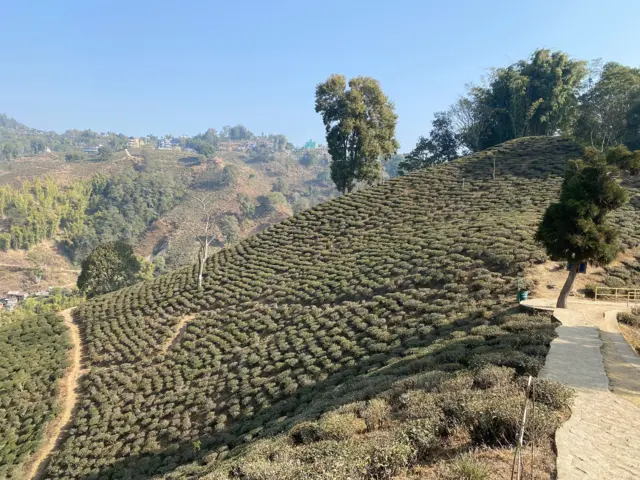 इलामस्थित चिया बगान 