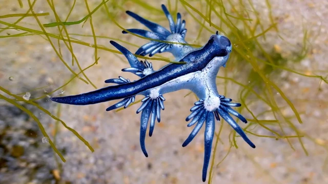 Dragão azul na água