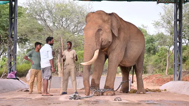 కుంకీ ఏనుగు