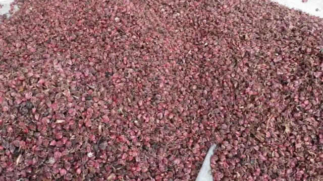 सुकाइएका अलैँचीका दाना