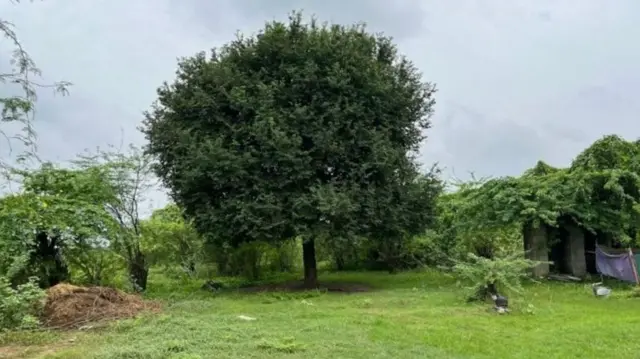 याच चिंचेच्या झाडाला फास देऊन ऐश्वर्याची हत्या करण्यात आली