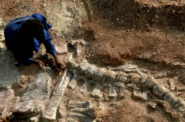 Sahara : la vallée des dinosaures à Niamey, au Niger, en décembre 2000 - Un Touareg extrait des fossiles qui proviennent très probablement d'un Jobaria.