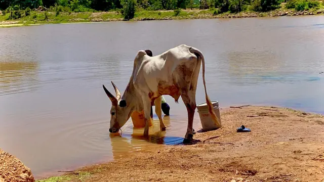 One cow dey drink water from di same water wey di villagers dey fetch 