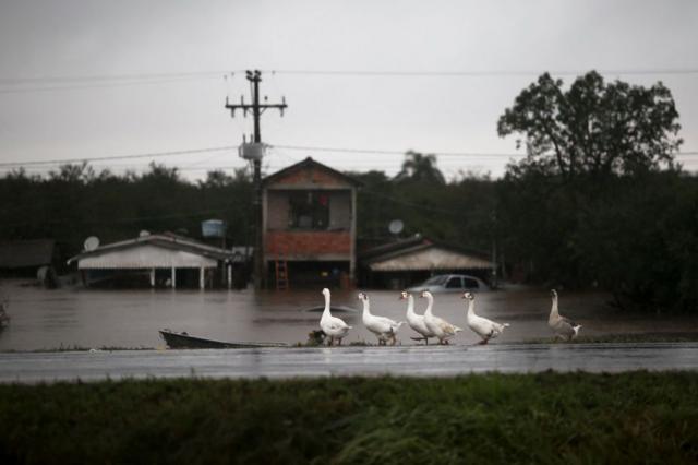 Gansos em rea alagada em Eldorado do Sul