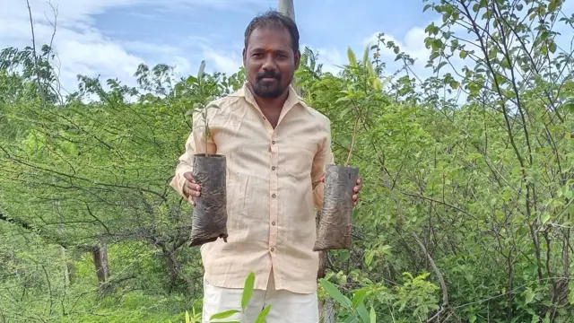 కొమెర జాజి