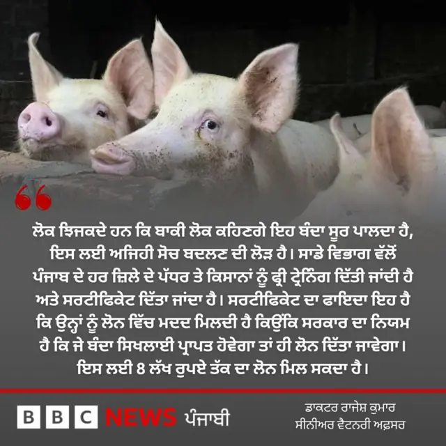 ਸੂਰ ਪਾਲਣ ਦਾ ਕੰਮ