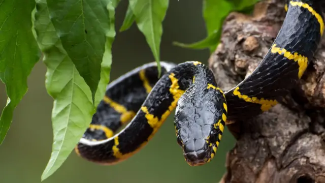 ব্যান্ডেড ক্রেইট বা ডোরা কাটা শঙ্খিনী সাপ