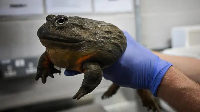 Wani mutun da safar hannu riƙe da kwaɗon da girmansa ya kai na kyanwa