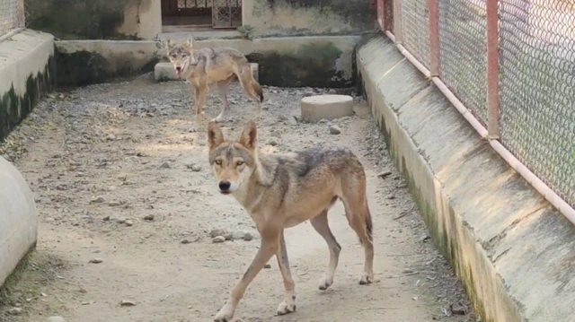 વરુનો સંવર્ધન અને ઉછેર બાદ જંગલમાં મુક્ત કરનાર ભારત વિશ્વનો બીજો દેશ બન્યો છે