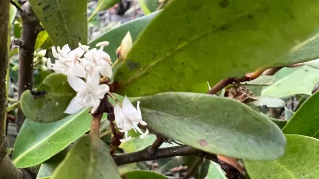 সুন্দরবনের এই খলিশা ফুলের মধু সবার আগে আসে ও এর চাহিদাও বেশি