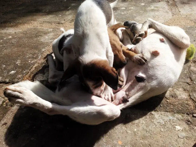 සුරතලයට ඇති කරන සතුන්ට අමතරව මුගටින්, කලවැද්දන්ගෙන් ජලභීතිකා රෝගය වැඩි වශයෙන් වාර්තා වෙයි.