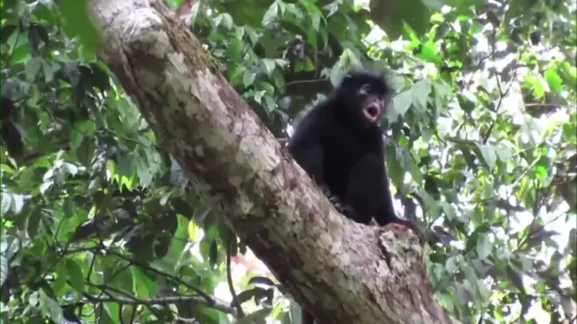 La imagen muestra una especie de mono recién descubierta con la boca abierta, rugiendo desde la rama de un árbol frondoso, en los bosques de la República Democrática del Congo. El mono tiene pelaje negro y cara negra, con labios especialmente llamativos de un color rosado-anaranjado