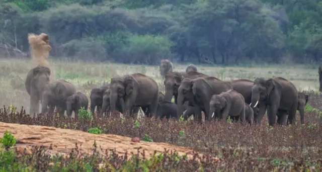 தமிழ்நாடு, யானைகள், யானைகள் கணக்கெடுப்பு