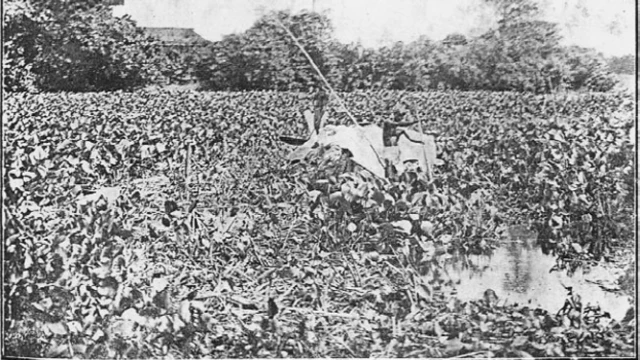 কচুরিপানার কারণে পাট বোঝাই নৌকা চালিয়ে আনা দুঃসাধ্য হয়ে উঠেছিল।