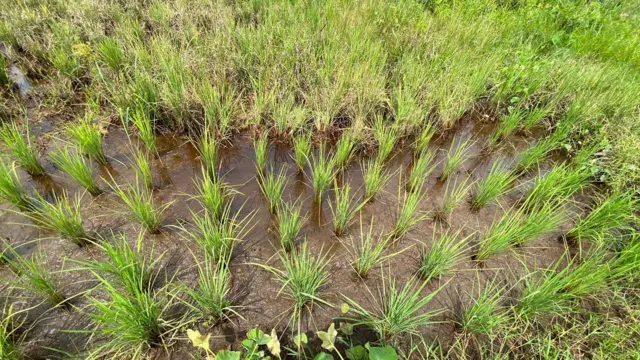 Sawah food estate di Desa Pangkalan Sari