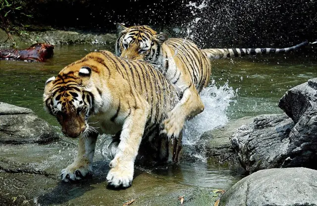  রয়েল বেঙ্গল টাইগারের বিচরণভূমি ১৫ থেকে ২০ বর্গ কিলোমিটার