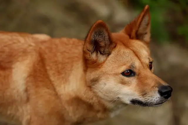 Dingo