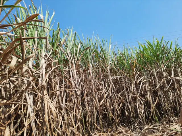 ऊस खाल्ल्याने रक्तातील साखर वाढते का? 