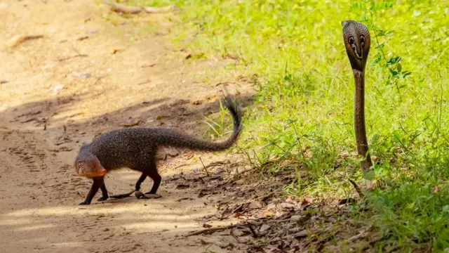 பாம்பு – கீரி