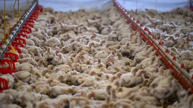 Poussins dans une ferme avicole.