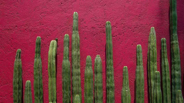 Muro pintado de color rosa mexicano y cactus