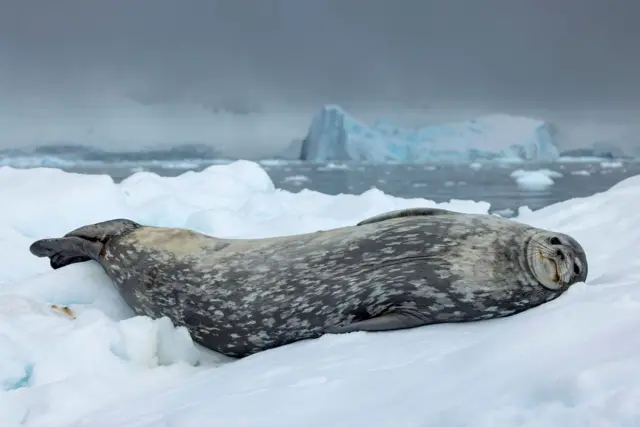 Foca-de-weddell descansando no gelo