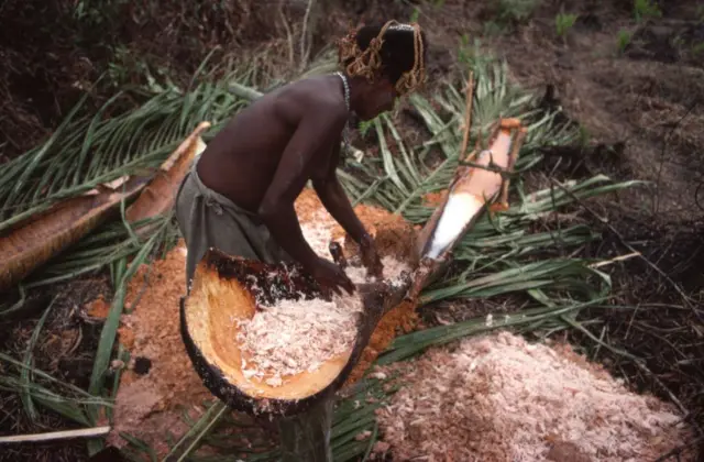 Pangkur sagu, sagu, Kampung As, Kampung Atat, Distrik Pulau Tiga, Asmat, gizi buruk