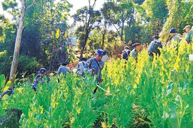 ဟိုပုန်းမြို့နယ်၊ စံဖူးကျေးရွာအုပ်စုက ဘိန်းစိုက်ခင်းကို ဖျက်ဆီးနေတယ်ဆိုတဲ့ စစ်ကောင်စီလုံခြုံရေးရဲတပ်ဖွဲ့ဝင်တွေ