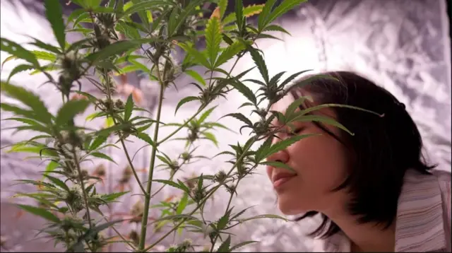 ရဲတွေလာရောက်မှာ ကြောက်စရာမလိုတော့ဘဲ အိမ်မှာ ဆေးခြောက်ပင် စိုက်လာနိုင်တဲ့အတွက် စိတ်သက်သာရာရတယ်လို့ Amanda ကပြော 