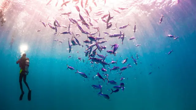 ਪਣਡੁੱਬੀ