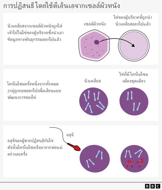 Graphic explaining the different stages of fertilisation using skin cells. It shows the nucleus from skin cell being placed inside a donor egg that has had its genetic information removed. Then, underneath, it shows a purple nucleus having half of its 23 pairs of chromosomes removed to mimic a normal egg. Under that, a man's sperm is shown fertilising the egg and adding its chromosomes so that half come from each parent.
