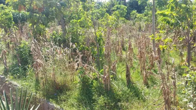 Ladang di Desa Raknamo, Kecamatan Amabi Oefeto di Kupang, Nusa Tenggara Timur 