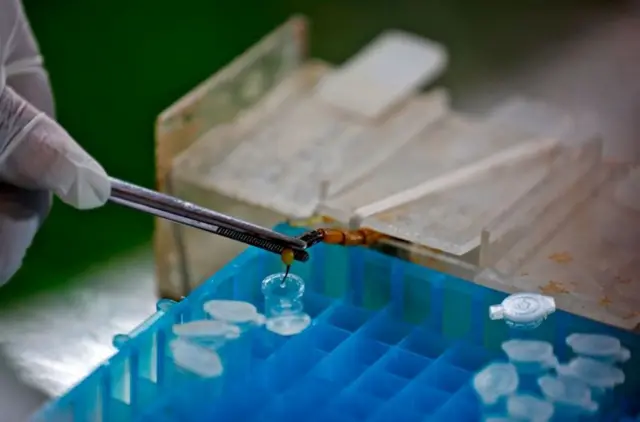 Dabaqallooc laga shubayo sunta