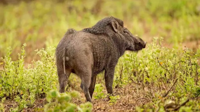 காட்டுப்பன்றி