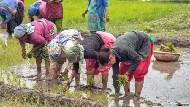 அரிசி ஏற்றுமதிக்கு இந்தியா விதித்துள்ள தடை