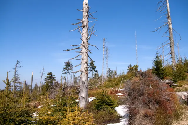 ઍસિડનો વરસાદ