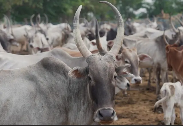 மேய்வதற்காக விடப்பட்ட மாடுகள் 