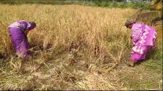 தரிசு நிலத்தில் விளைந்த நெல்