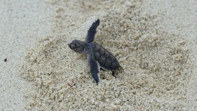 Filhote de tartaruga saindo na areia