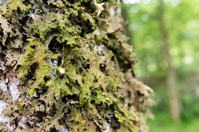Primer plano del liquen de la pulmonaria arbórea en un árbol. Presenta una textura verde frondosa con partículas rojas redondas salpicadas.