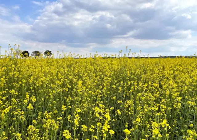 Un champ de moutarde