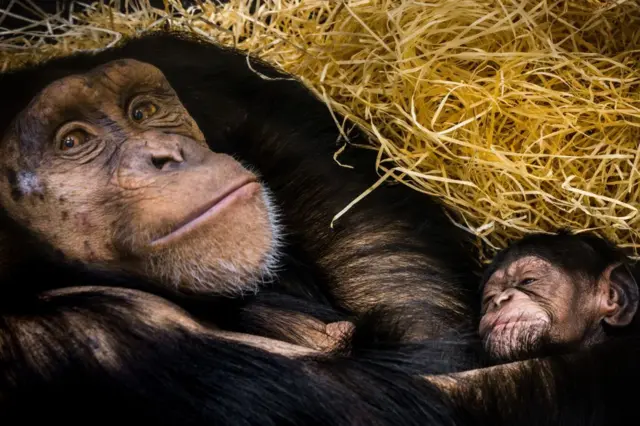 चिंपांझी